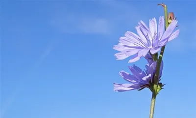 Inulin پاؤڈر کیا ہے؟